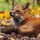 Profilbild Fuchs534, Avatar